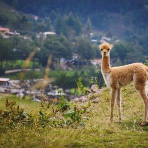 Hotels for Gays Peru Main